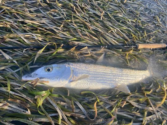Bonefish pris en tailing par l'auteur sur de l'herbe à tortue