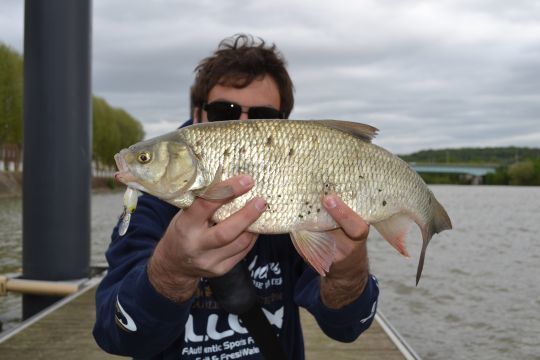 Les ides mélanotes réagissent très bien aux petits crankbait comme le Illex Chubby