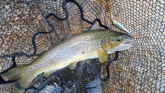 Différentes techniques pour réussir son ouverture truite.