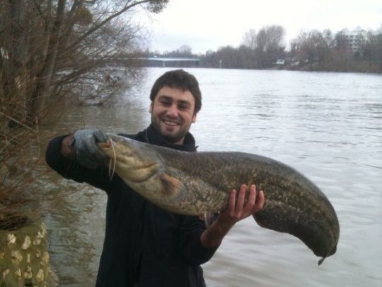 En hiver lors des épisodes de crues, les silures sont concentrés proche des bordures