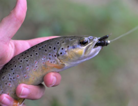 Les truites peuvent être de belles tailles sur ces parcours
