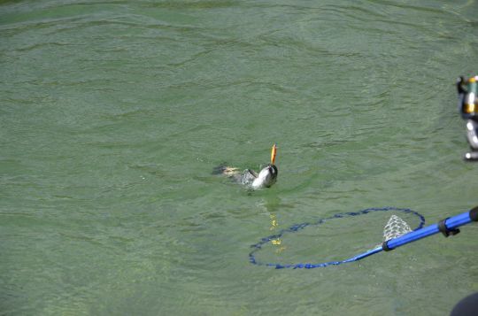 Faire plaisir aux pêcheurs.