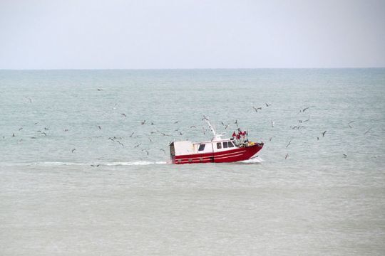 La peche du bar interdite aux pêcheurs de loisir, mais autorisée aux professionnels