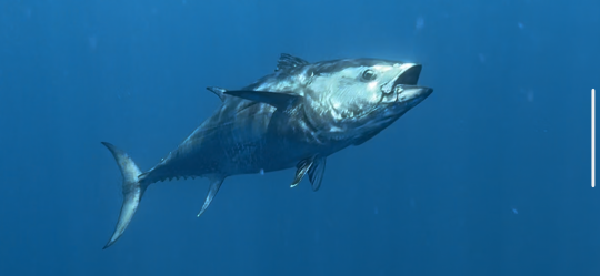 Le thon rouge est très recherché par les pêcheurs de loisir