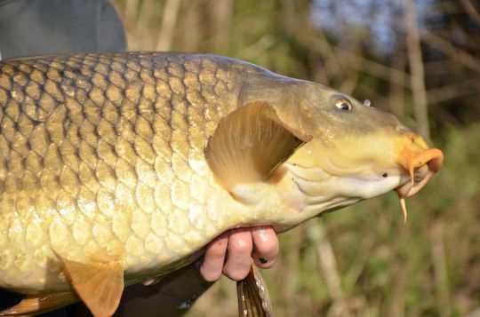Poissons et plaisir garantis.