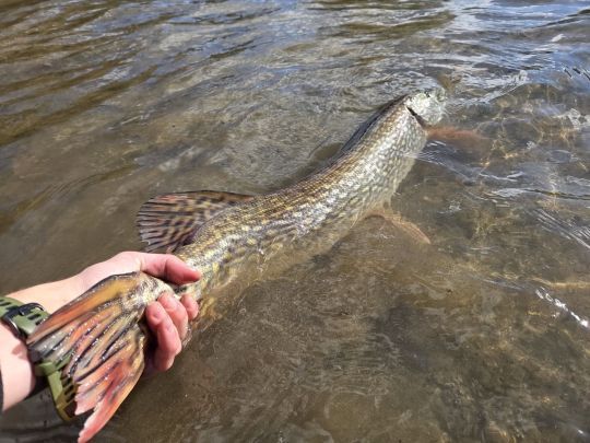 En Aveyron, la pêche est ouverte toute l'année à condition de relâcher les poissons pris pendant leurs périodes de fermeture.