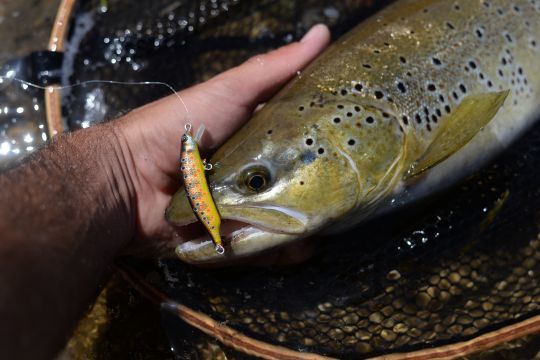 Les poissons éduqués sont réceptifs aux PN fait main