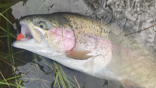 Les truites raffolent des blobs qui sont rapidement devenus incontournables en réservoir