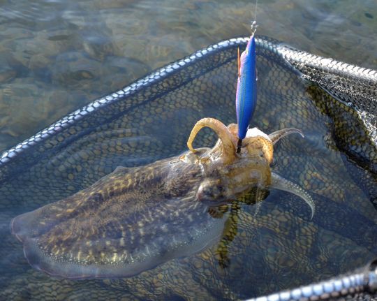 Des turluttes de qualité.