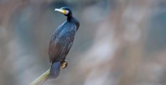 Le cas du cormoran