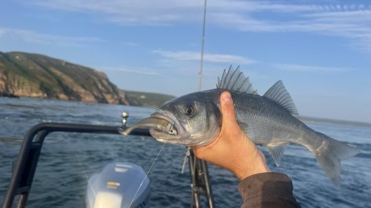 En début de saison, je ne cherche pas les zones du large, mais je privilégie les bordures, là où l'eau se réchauffe plus rapidement.
