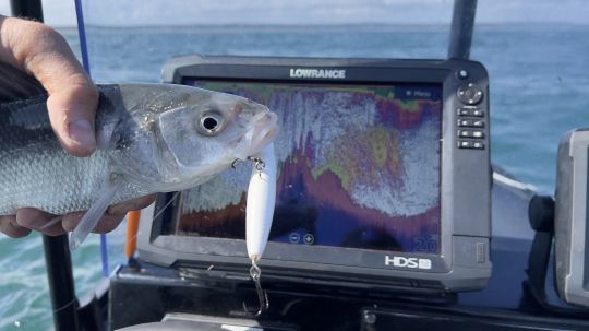 Lorsque les poissons sont aussi proches de la surface, j'effectue la pêche au leurre de surface.