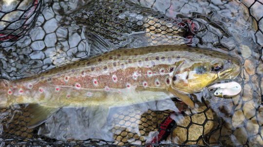 Souvent, le Black Minnow 70 sélectionne les poisson un peu plus jolis.