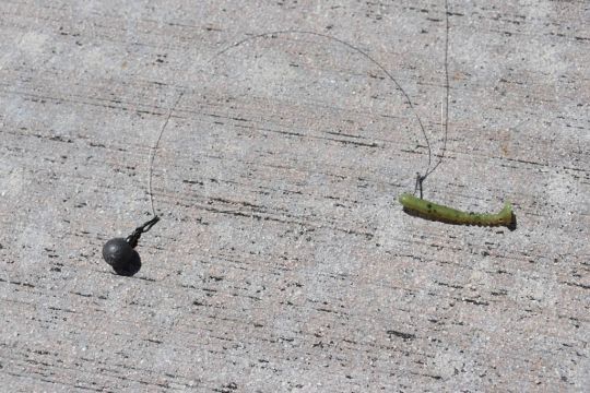 Le montage drop shot est parfait pour pêcher en rockfishing.