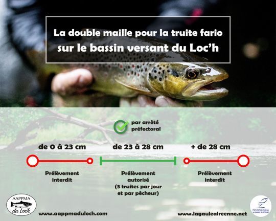 Entre 23 et 28 cm sur la rivière Loc'h dans le Morbihan, on peut garder sa truite. En dessous et au-dessus, relâche obligatoire. 