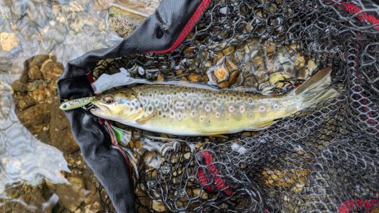 Une de plus qui n'aura pas mis longtemps à succomber au Power Tail, coloris fario.