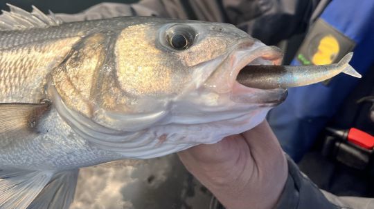 Les dérives s'enchaînent, mais la taille reste moyenne. Il va falloir changer de stratégie pour tenter de capturer des poissons de plus belle taille.