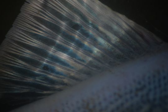 L'objectif macro permet de saisir des détails minuscules