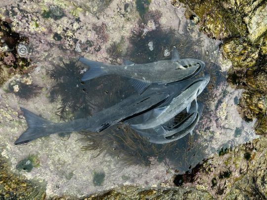 Je dois admettre que j'ai souvent réalisé mes plus belles sorties sur la marée descendante, mais cela dépend souvent de la configuration du spot de pêche.