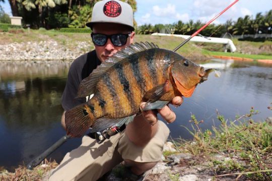 Le mayan cichlid est commun.