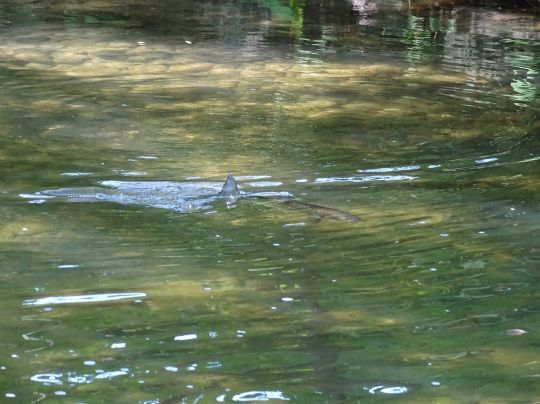 Apprendre à lire l'eau.
