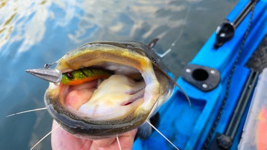Pêcher le silure au leurre souple.