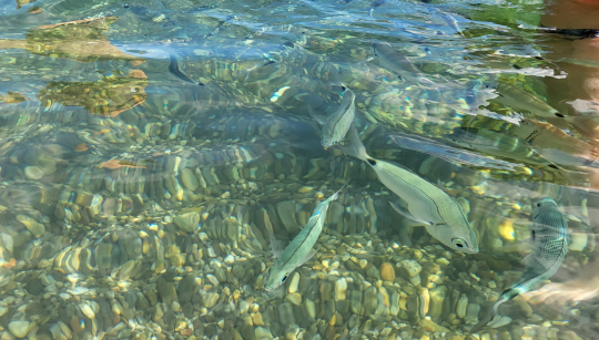 De plus en plus de poissons.