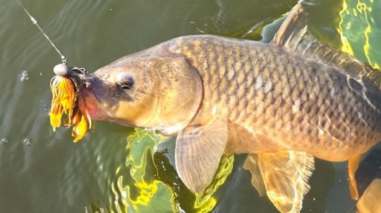 De nombreuses carpes sur la péninsule ibérique.