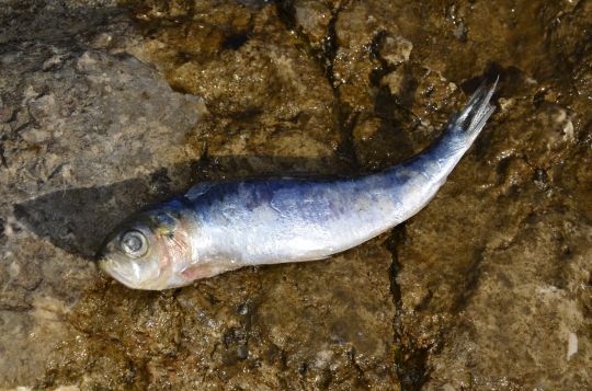 La sardine, un ingrédient pour pêcher à la pate.