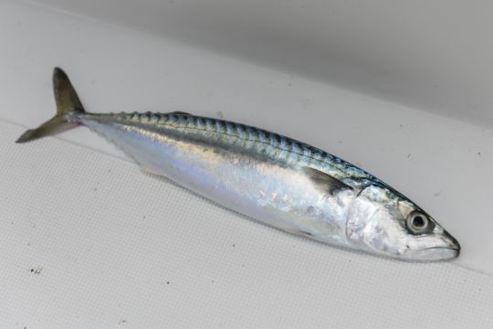 La pêche de loisir est une pêche-cueillette !