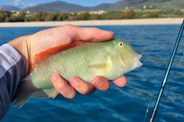 Der Rotbarsch, ein ungewhnlicher Fisch