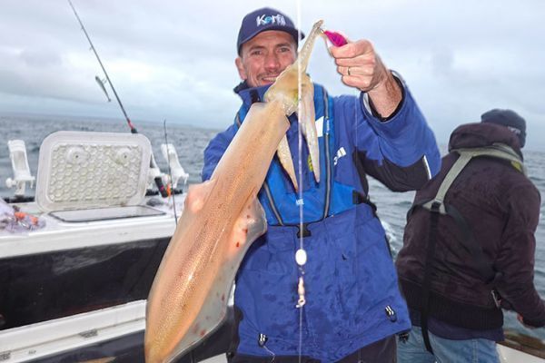 Tintenfisch auf Tataki-Montage gefangen