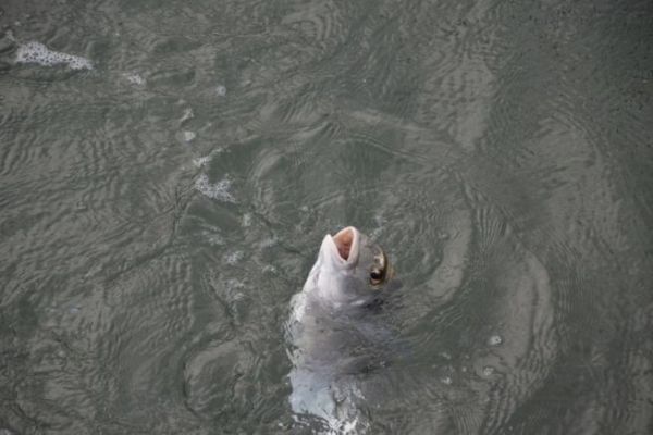 Doraden mit dem Stein angeln