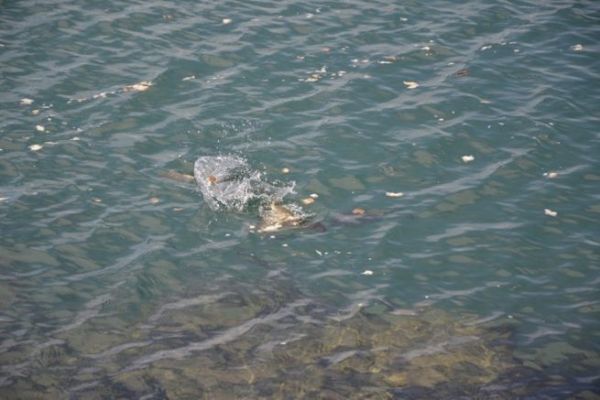 Brotfischen auf dem Meer