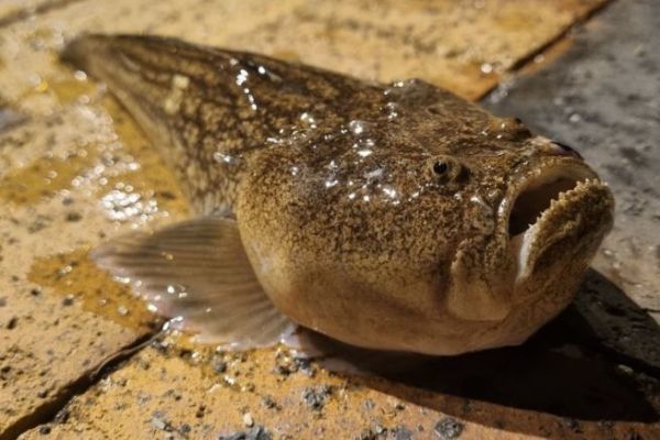 Uranoskop oder Weier Drachenkopf