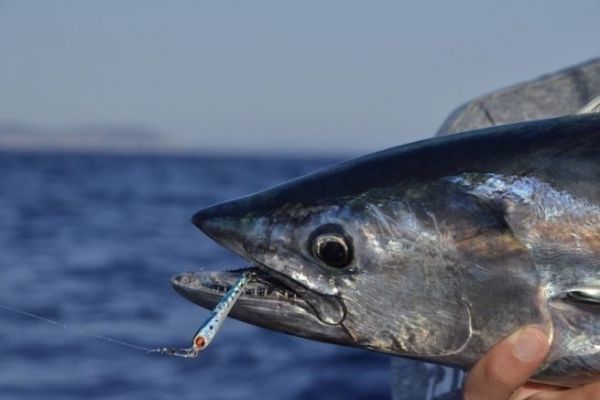 Fische, die man im Sommer angeln kann