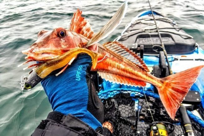 Eine Vielfalt an Fischen