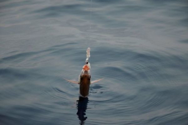 Mit Ködern auf rosa Brassen angeln