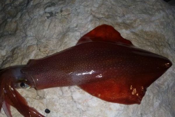 Angeln auf Tintenfisch mit Ködern