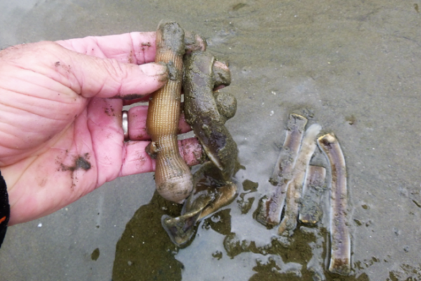 Seine Wrmer fr den Fischfang ernten