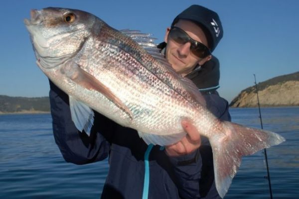 Mit Kderfisch auf Zander angeln