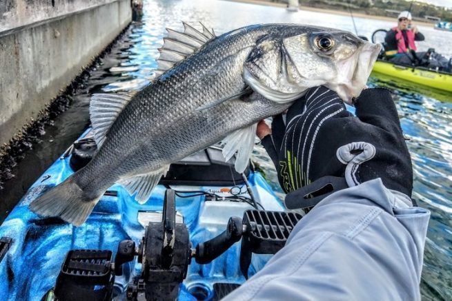 Vom Wolfsbarsch bis zum schwimmenden Fisch