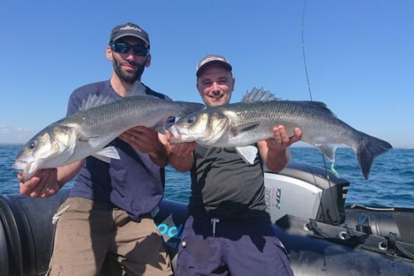 Zugfischen auf Wolfsbarsch