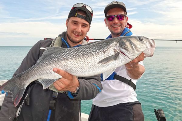 Wunderschner Wolfsbarsch, der beim Guiding mit einem Stickbait gefangen wurde