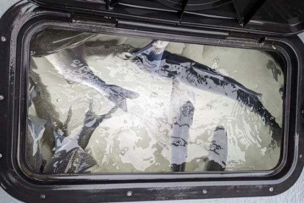 Im Sommer auf Wolfsbarsch angeln