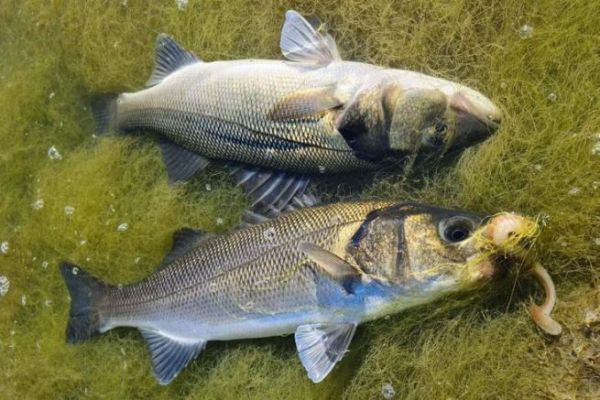 Seegraswiesen nach Wolfsbarschen abfischen