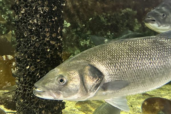 Bericht des Fassadenkomitees Freizeitfischerei 2025