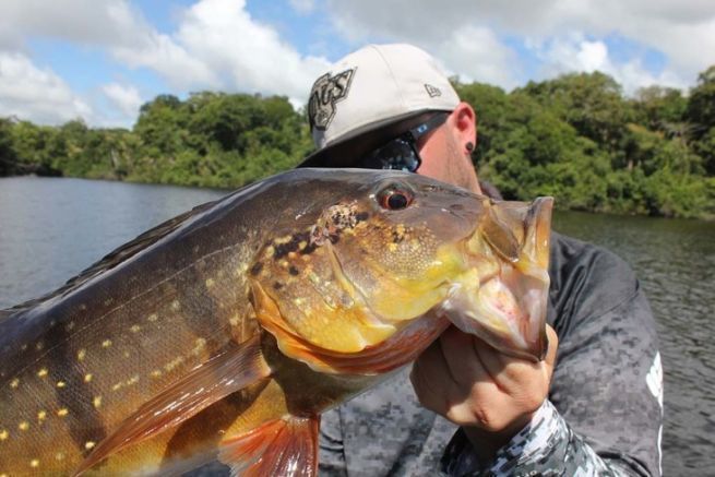 Der Peacock Bass - ein Sportfisch, der schtig macht!