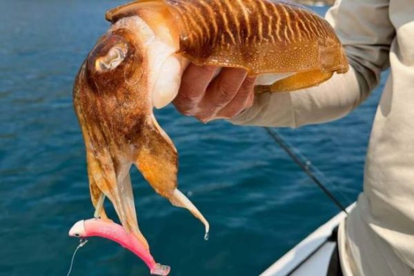 Black Squid
