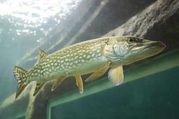 Im Aquarium von Touraine kann man Hechte beobachten!